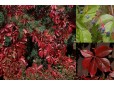Parthenocissus quinquefolia (Viţă canadiană) - cu ghiveci 1 Litru